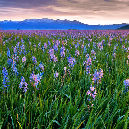 Camas Prairie, Purple blooms with the sun setting behind the hills in the background